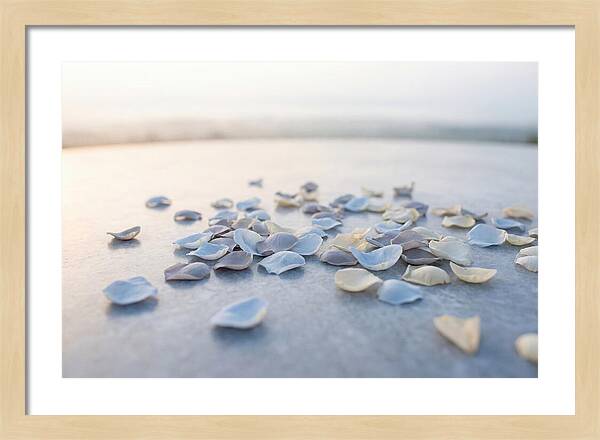 Flower Petal Confetti