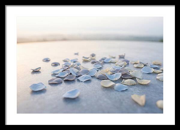 Flower Petal Confetti