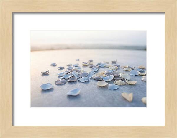 Flower Petal Confetti