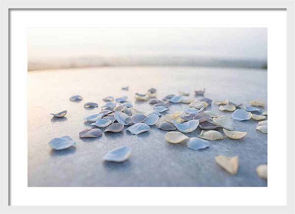 Flower Petal Confetti