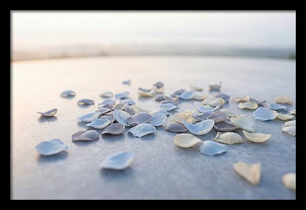 Flower Petal Confetti