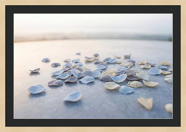 Flower Petal Confetti