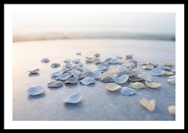 Flower Petal Confetti