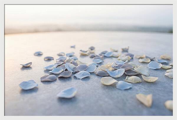 Flower Petal Confetti