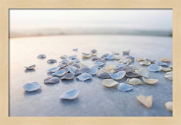 Flower Petal Confetti