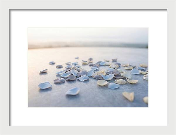 Flower Petal Confetti