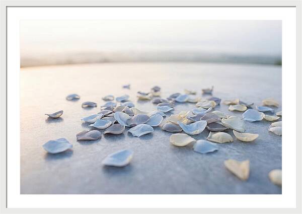 Flower Petal Confetti