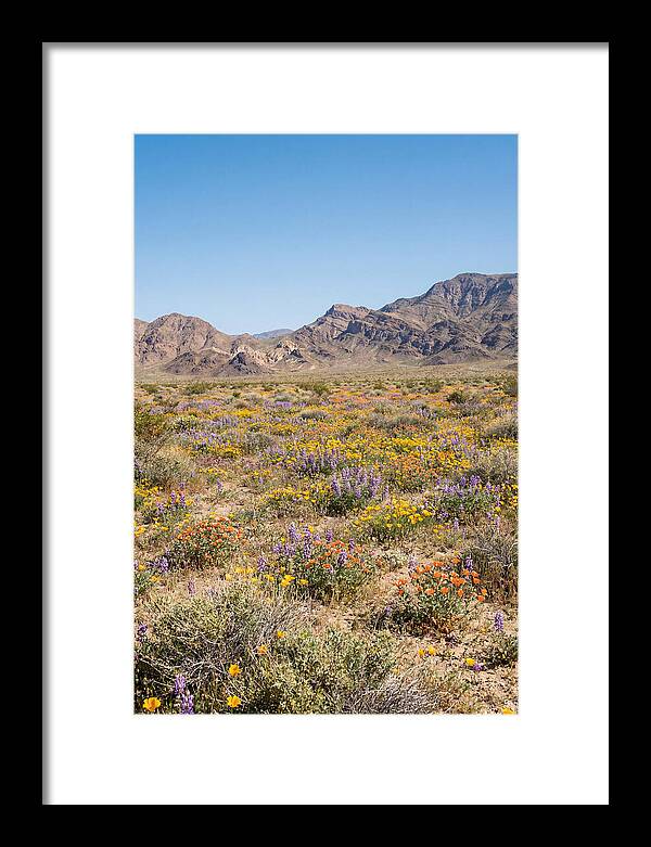 Flowering Desert After Rain