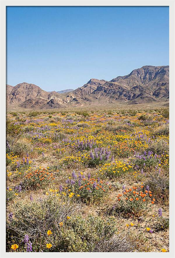 Flowering Desert After Rain