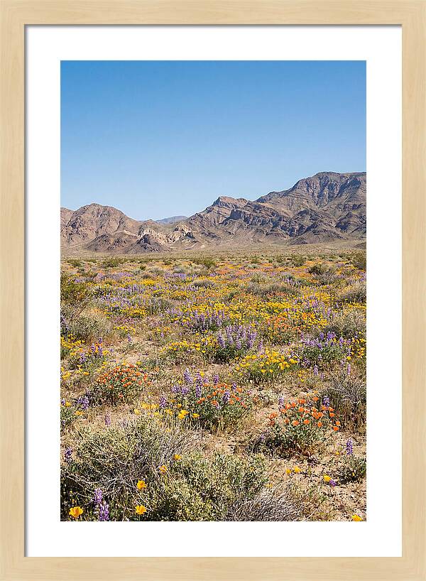 Flowering Desert After Rain