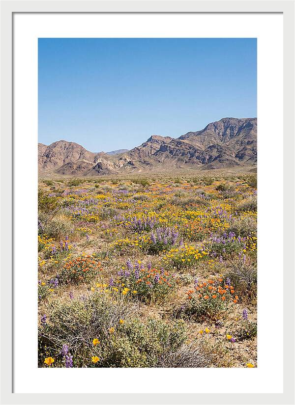 Flowering Desert After Rain