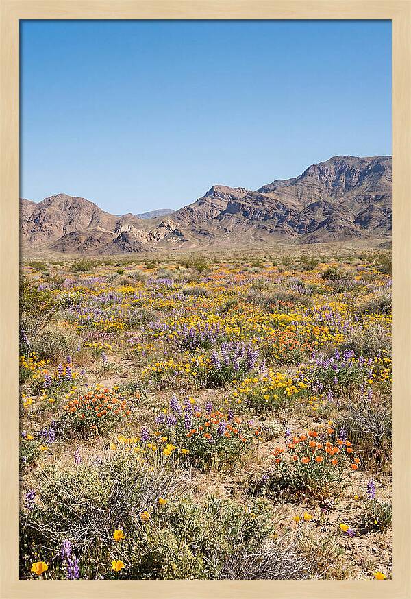 Flowering Desert After Rain