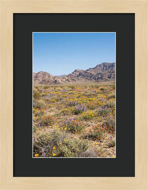 Flowering Desert After Rain