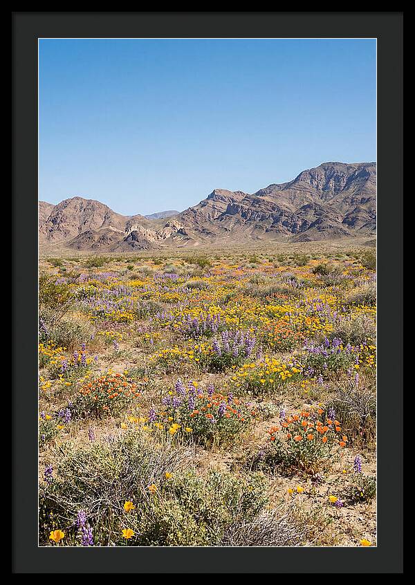 Flowering Desert After Rain