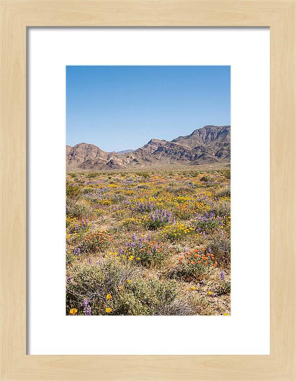 Flowering Desert After Rain