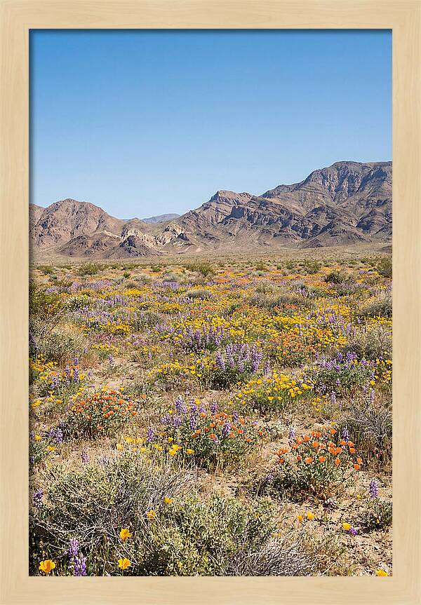 Flowering Desert After Rain