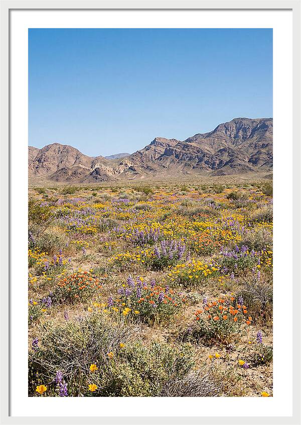 Flowering Desert After Rain