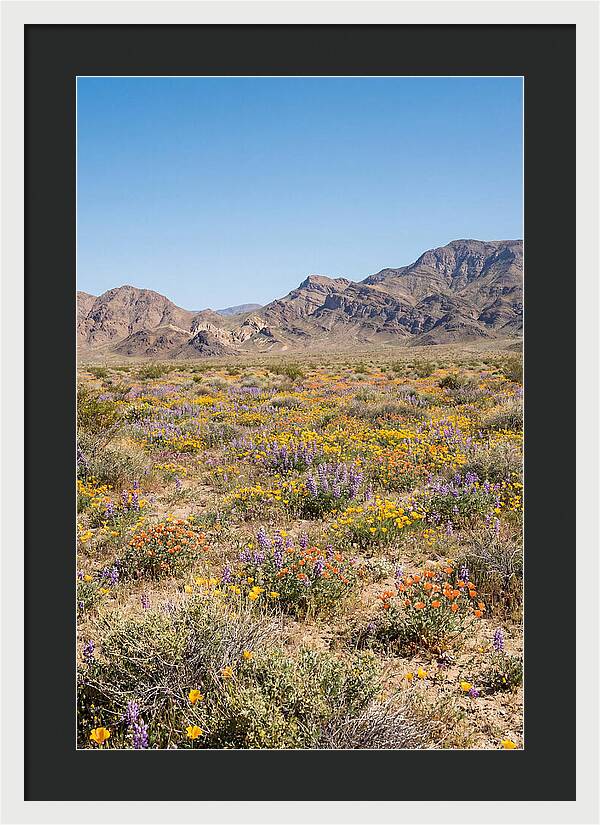 Flowering Desert After Rain