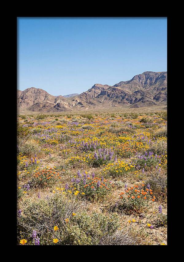 Flowering Desert After Rain