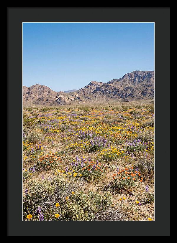 Flowering Desert After Rain