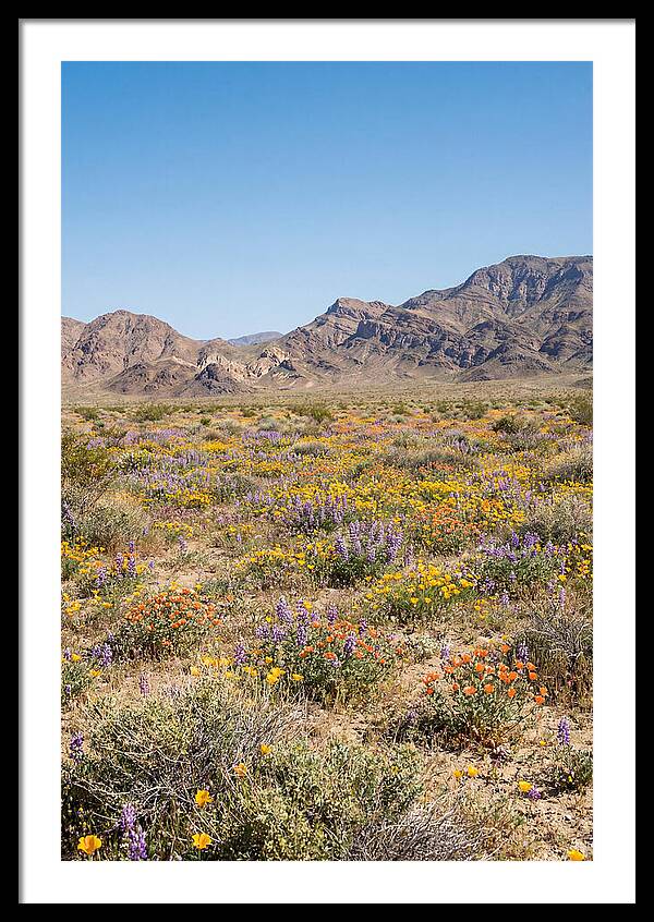 Flowering Desert After Rain