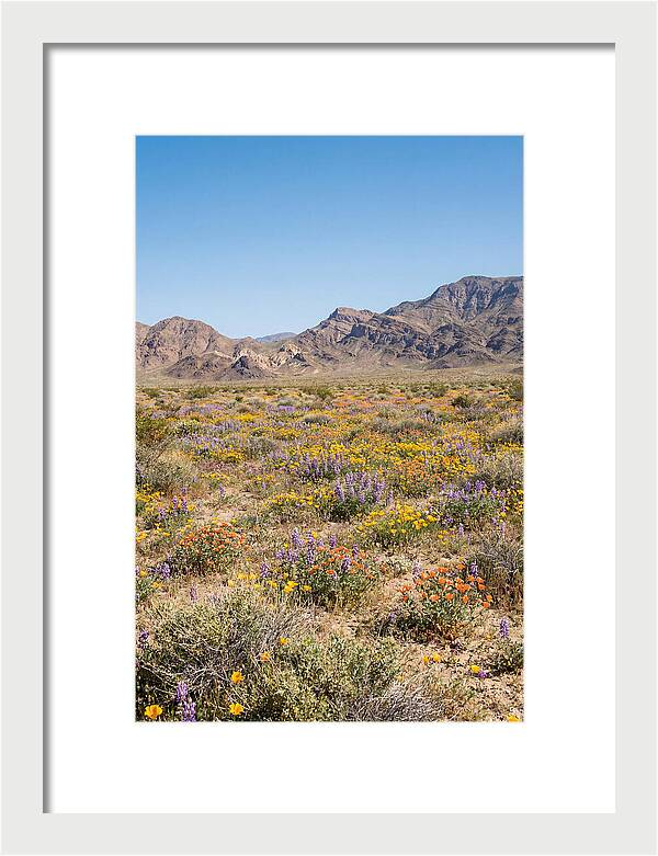 Flowering Desert After Rain