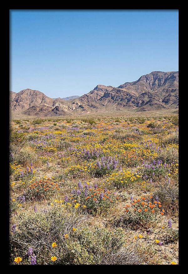 Flowering Desert After Rain