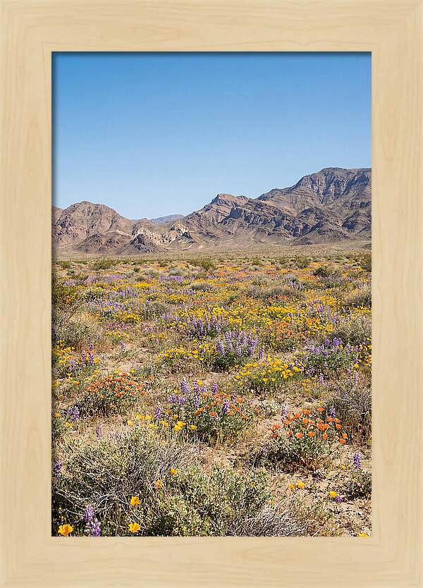 Flowering Desert After Rain