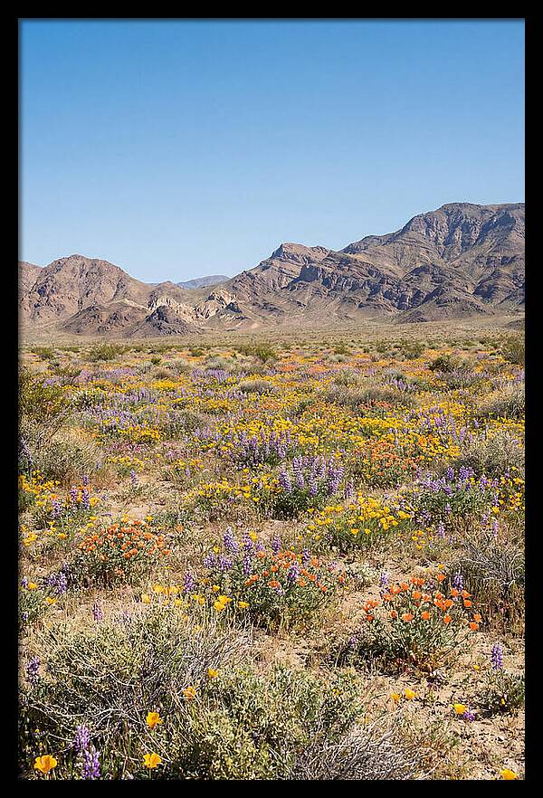 Flowering Desert After Rain