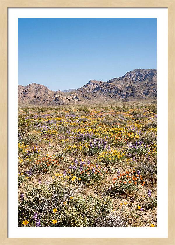 Flowering Desert After Rain