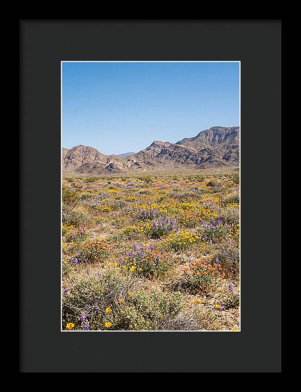 Flowering Desert After Rain