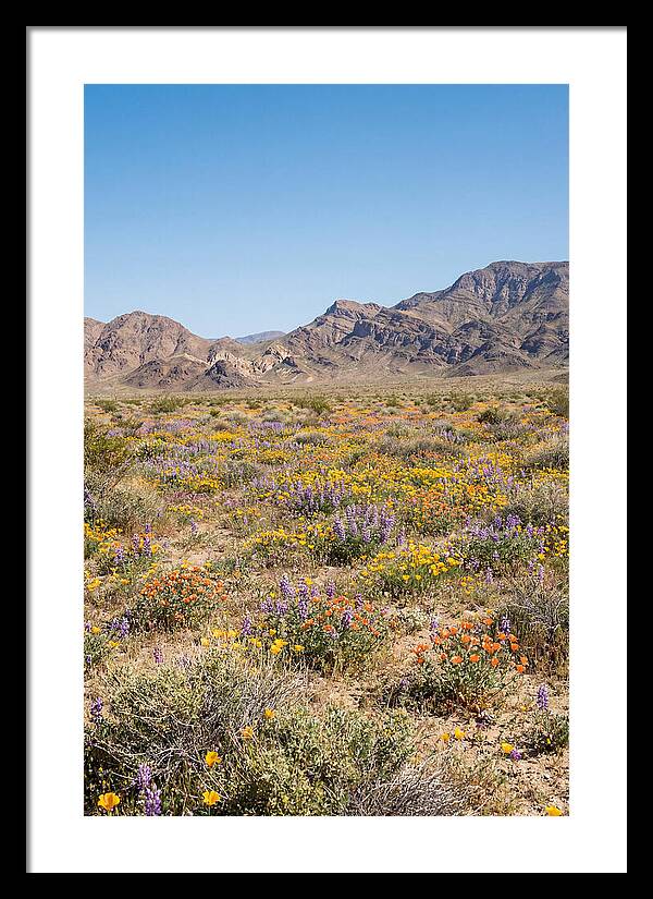 Flowering Desert After Rain