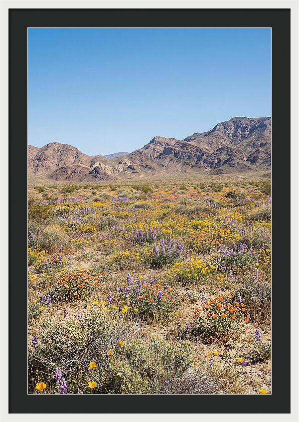 Flowering Desert After Rain
