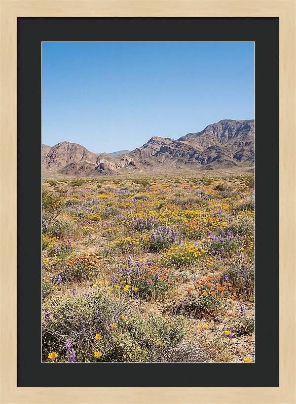 Flowering Desert After Rain