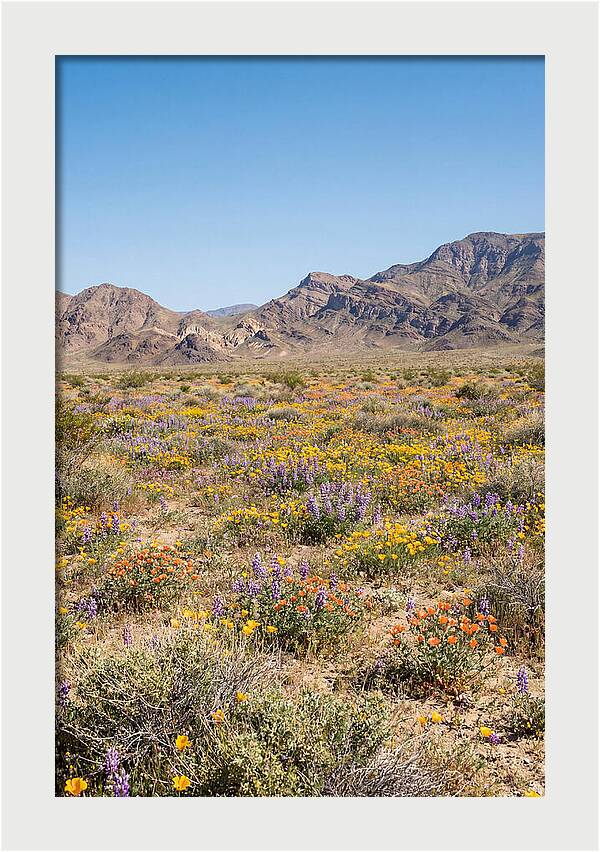 Flowering Desert After Rain