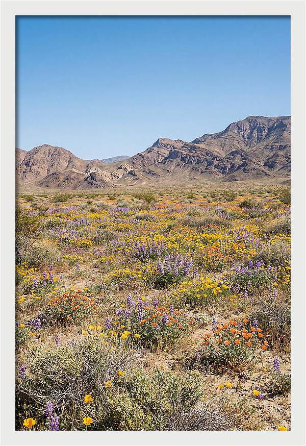 Flowering Desert After Rain