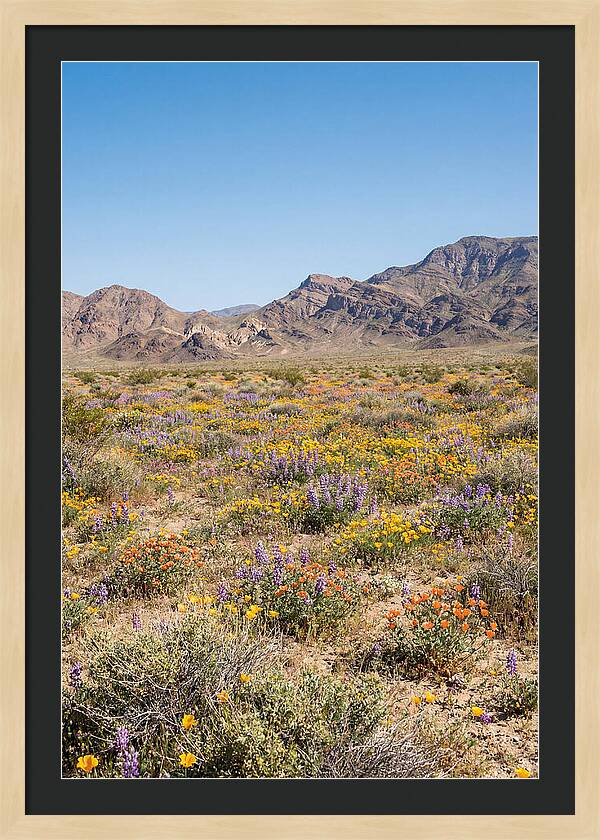 Flowering Desert After Rain