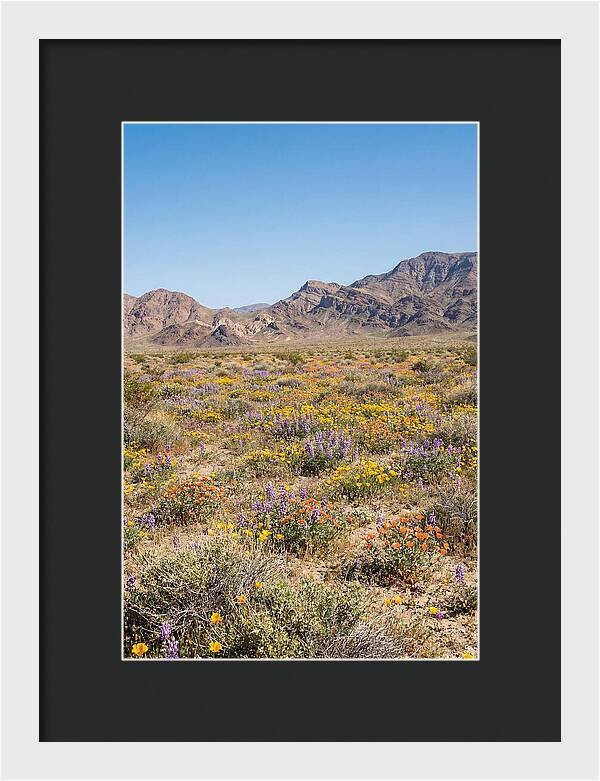 Flowering Desert After Rain