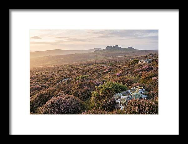 Flowering Heather Moorland