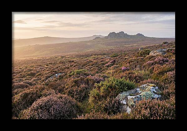 Flowering Heather Moorland