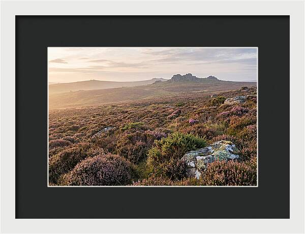 Flowering Heather Moorland