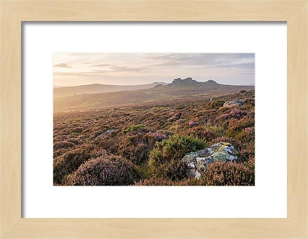 Flowering Heather Moorland