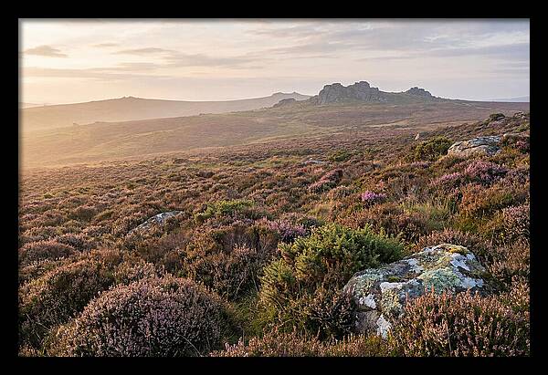 Flowering Heather Moorland
