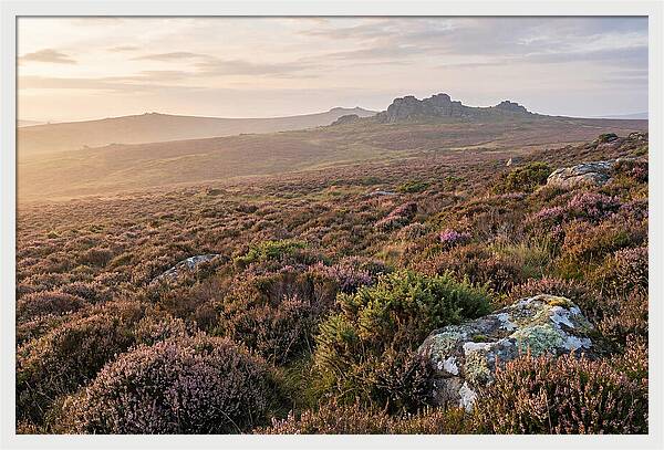 Flowering Heather Moorland