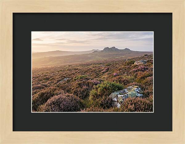 Flowering Heather Moorland