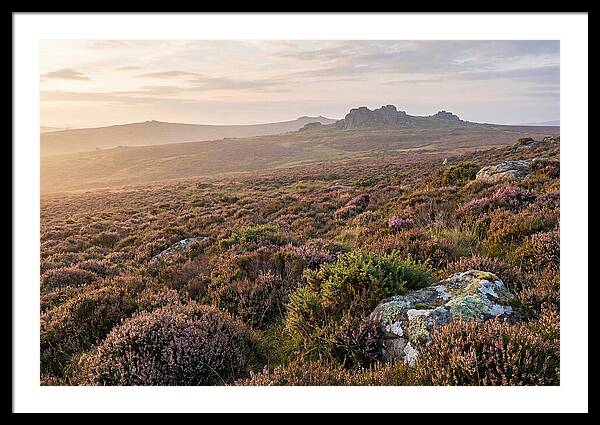 Flowering Heather Moorland