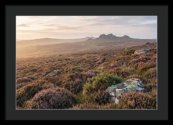Flowering Heather Moorland