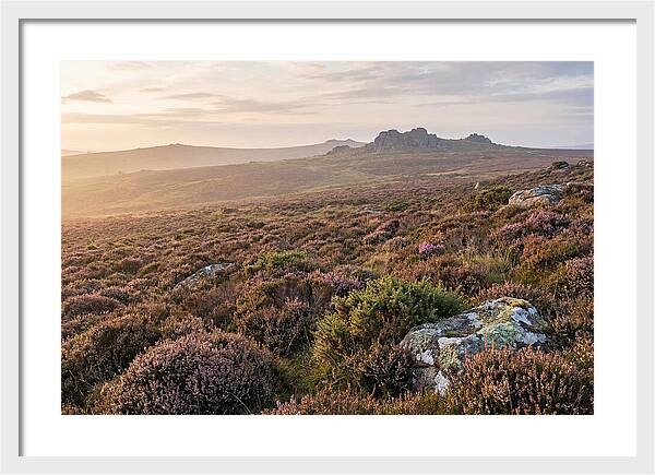 Flowering Heather Moorland