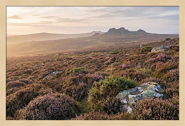 Flowering Heather Moorland