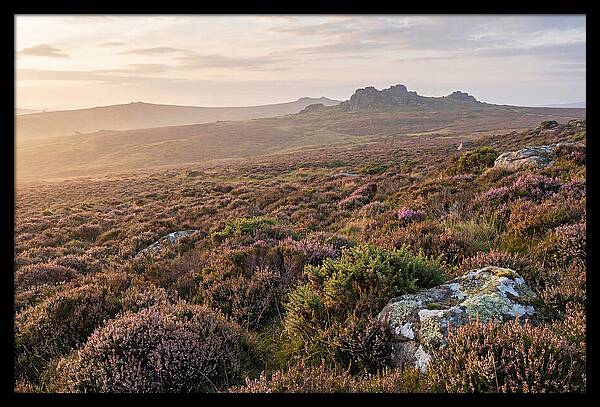 Flowering Heather Moorland
